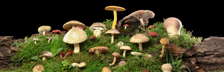 Panorama of several kinds of colorful mushrooms and fungus on green mossy log. Isolated on black.