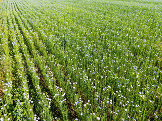 Blooming flax. Field with furrows. Blue flax flowers in field on green background with bird's-eye...