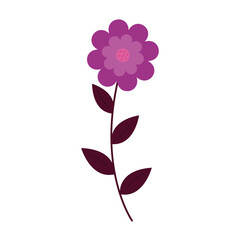 flower design, natural floral nature plant ornament garden decoration and botany theme Vector illustration