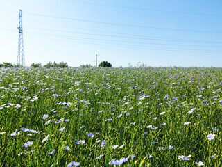 Blooming flax. Field with furrows. Blue flax flowers in field on green background with bird's-eye...