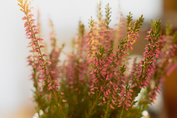 Urokliwe zbliżenie wrzosu 