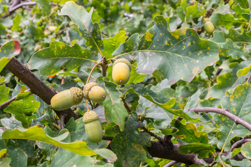 A selective focus on English Oak tree (Common Oak, Quercus Robur) green acorns  on long stalks