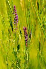 Selective focus, beautiful background of lilac wild flowers on a blurred background of green grass. Wildflowers, meadow grasses. Grasses, fields