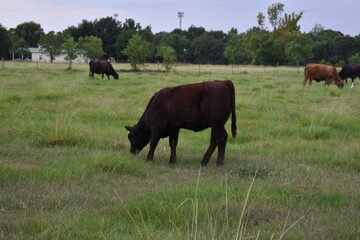 Cows in a farm