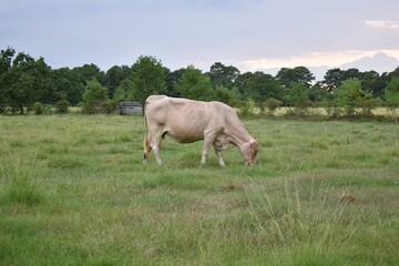 Cows in a farm
