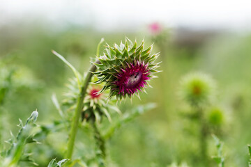 Beautiful flower of purple thistle. Pink flowers of burdock burdock. Burdock thorny flower close-up. Flowering thistle or milk thistle. Herbaceous plants 