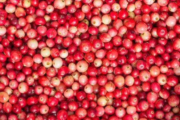 Full frame of freshly harvested cranberries (vaccinium macrocarpon) with unripe reddish and pale pink fruits close up 
