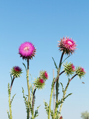 Beautiful flower of purple thistle. Pink flowers of burdock burdock. Burdock thorny flower...