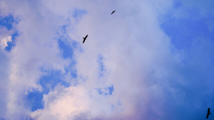 Birds flying below the clouds and blue sky