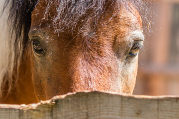 Portret konia - głowa konia - zwierzę domowe