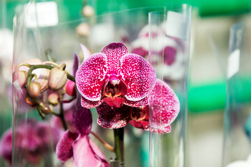 Beautiful delicate orchid flowers shot in soft light. Moon orchids flowers closeup on purple gradient with bokeh background. Authentic orchids in the branch