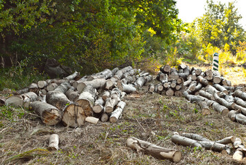 The felled trees lie on the ground. Logs on a pile on a background of the forest. The concept of illegal deforestation and environmental protection.