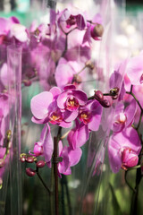 Beautiful delicate orchid flowers shot in soft light. Moon orchids flowers closeup on purple gradient with bokeh background. Authentic orchids in the branch