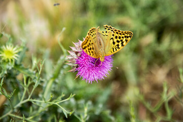 Beautiful yellow butterfly on a thistle flower on a green blurred background. Macro. Sunny summer day