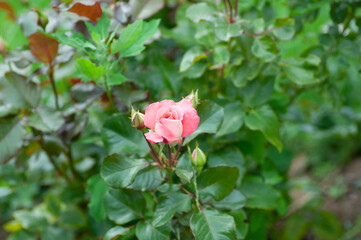 Pink Rose flower with raindrops on green background in the garden. Botanical photography for illustration of Rose.