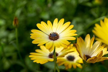 Beautiful yellow flowers Arktotis, Osteospermum chamomile family. Breeding. Selective focus. As a background for any of your projects.