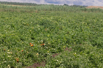 Fototapeta na wymiar Field of tomato's.