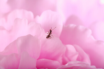 Close-up of an ant on a petal of flower
