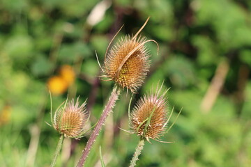 Teasel Plants