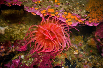 High angle view of an apple anemone in the sea