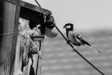 Mésange du jardin © JeremyDevigne