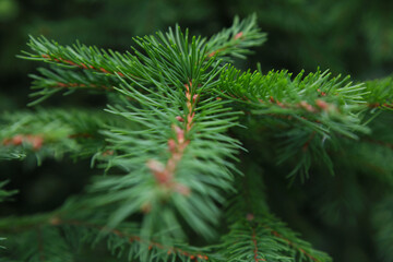 New Year's evergreen tree. Macro shot of a spruce branch.