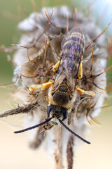 Yellow legged sweat bee  on a wild plant. dorsal view.
