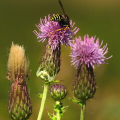 Cardo con avispa y araña