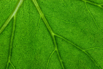 Close-up of a leaf