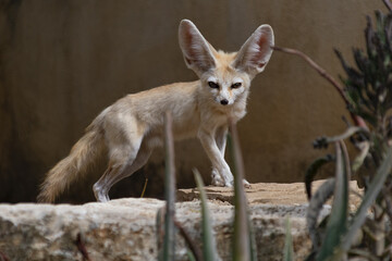 Fennec walks on a stone as he looks towards the camera

