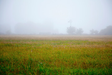 Fototapeta na wymiar Tall grass in a field