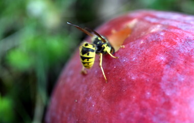 Wespe auf einem roten Apfel