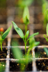 Close-up of plants growing in a farm