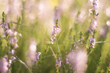 close-up of dewy natural heathers in a sunny forest clearing