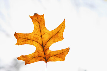 Close-up of a maple leaf