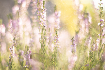 Fototapeta premium close-up of dewy natural heathers in a sunny forest clearing