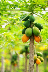 Bunch of papayas on a tree, Valle del Cauca, Colombia