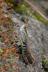 Nachtigall-Grashüpfer (Chorthippus biguttulus) - Duetting Grasshopper, bow-winged grasshopper