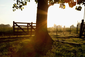 Trees with a fence in a field at dawn