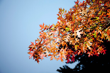 Maple tree in autumn