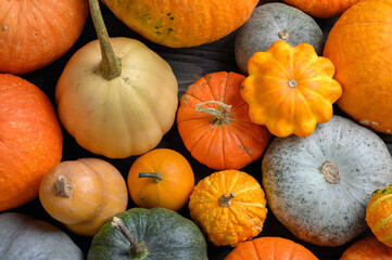 Autumn harvest colorful squashes and pumpkins in different varieties.