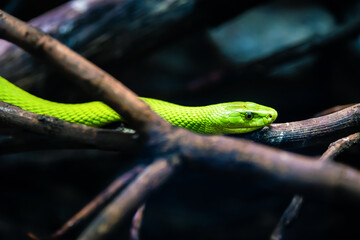 portrait of a green garden snake on a log with blue background