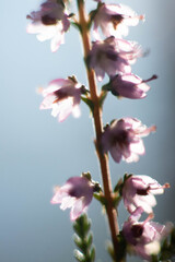 Obraz premium close-up of dewy natural heathers in a sunny forest clearing