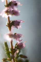 Fototapeta premium close-up of dewy natural heathers in a sunny forest clearing