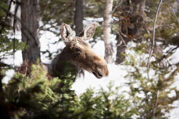 Naklejka na ściany i meble Female moose in a snow covered forest, Yellowstone National Park, Wyoming, USA