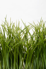Close-up of wheatgrass