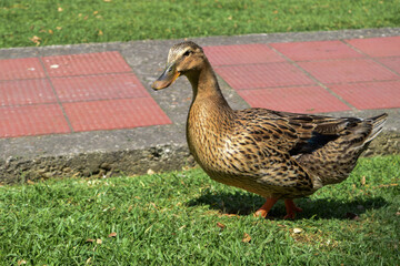 duck in the park