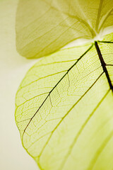 Close-up of leaves
