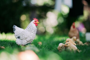 Garden Chicken Statue, Summer