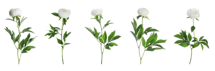 Set of beautiful peony flowers on white background. Banner design
